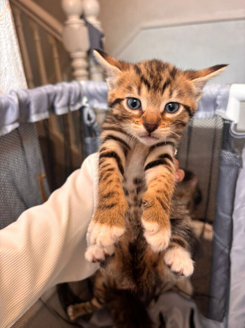 Kitten for sale