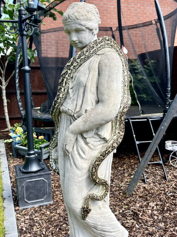 Carpet python