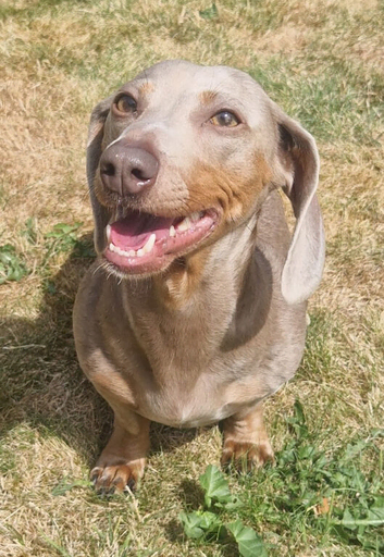 ️ MINIATURE SHORT-HAIRED DACHSHUND PUPPIES - LOOKING FOR THEIR FOREVER HOMES ️