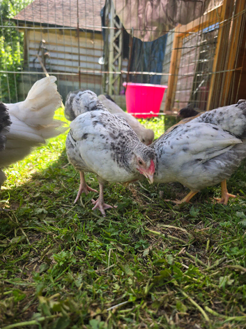Black laced Wyandotte x easter egger cockeral
