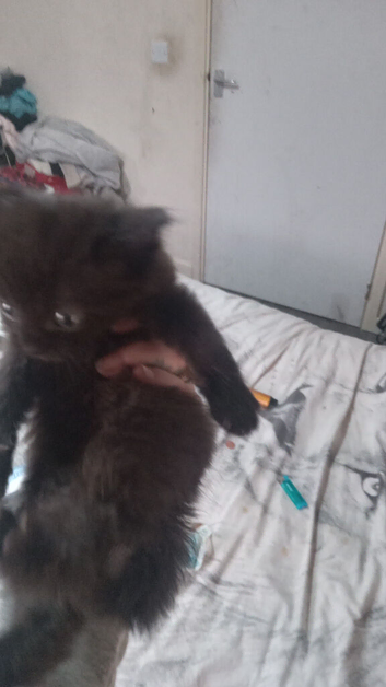 Two lovely black kittens left an there sister's
