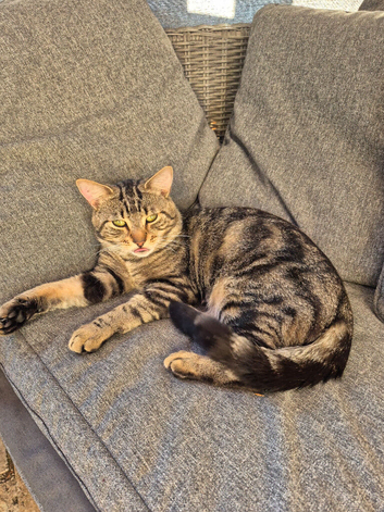 Male cat for rehoming