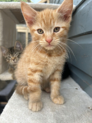 Beautiful kittens