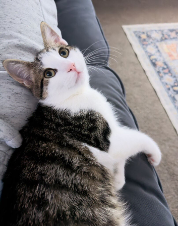 Kitten for rehome