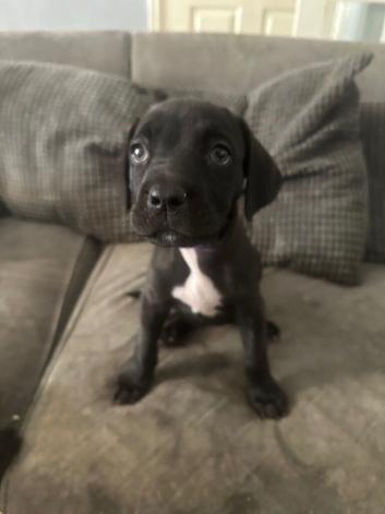 Puppys for sale