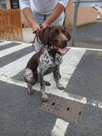 german shorthaired pointer