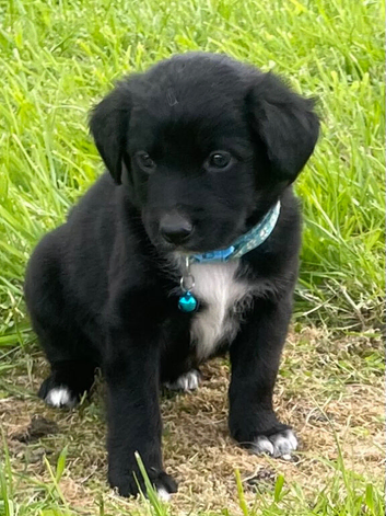 Border Collie x Cocker Spaniel Ready Now