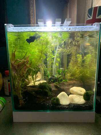 Full setup male betta