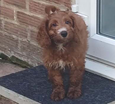 3 red cockerpoo puppys