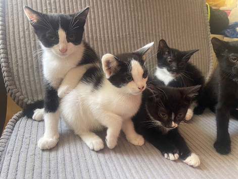 Mixed pattern tuxedo kitties