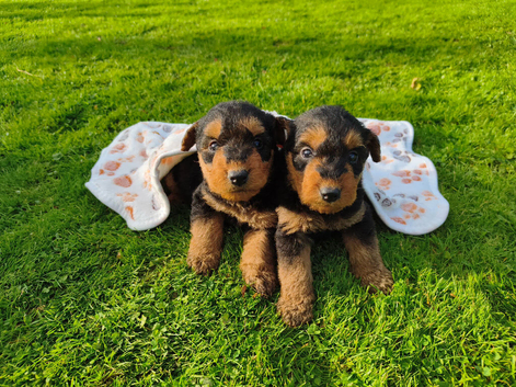 Airedale terrier puppies