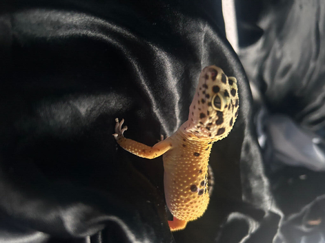 Apollo the leopard gecko and his tank