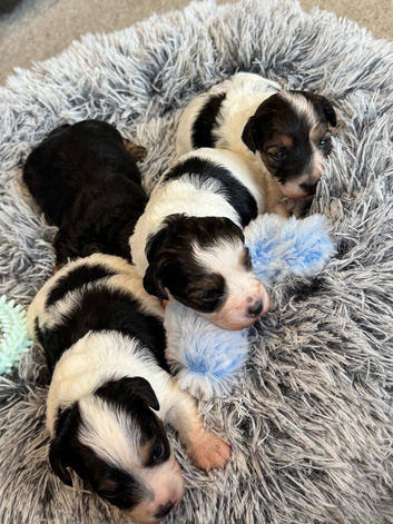 Stunning Health tested f1 jackapoo puppies