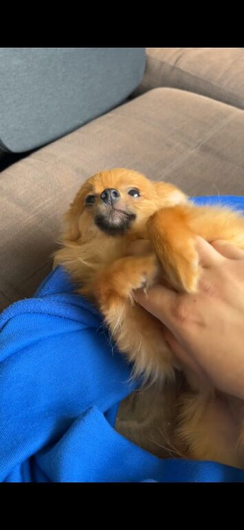 Lovely Pomeranian puppy