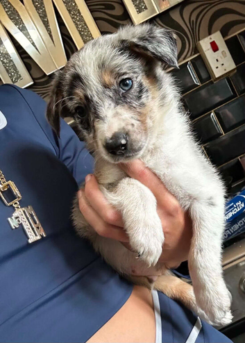 Beautiful male collie puppy