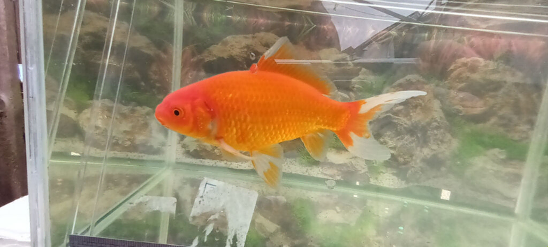 Red comet