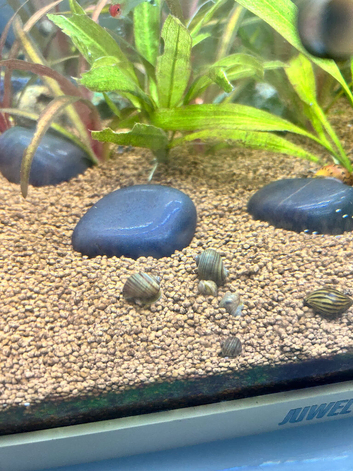 Baby apple snails for sale