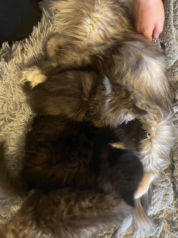 Ragdoll x Siberian kittens Ready Now