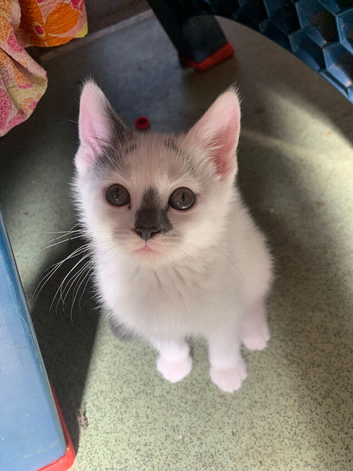Male and female kittens