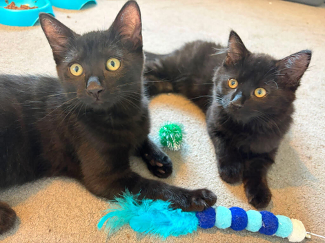 3 x MAINE COON MIXED BREED KITTEN