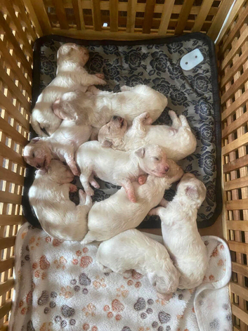 Beautiful Cavapoochon puppies