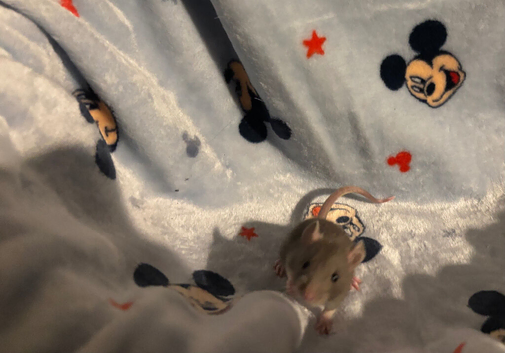 Female & male fancy rats