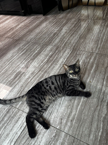 Beautiful 11-Month-Old Bengal Cat &ndash; Malik &ndash; Looking for a Loving Home