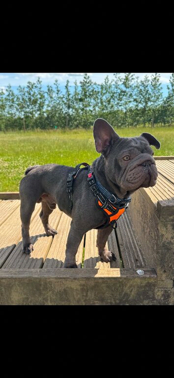 Big rope frenchie