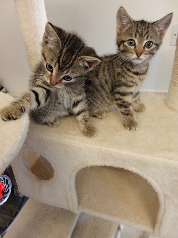 10 week old kittens