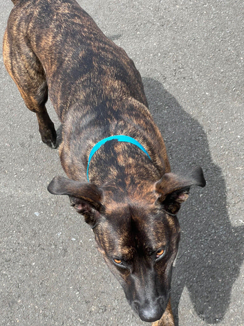 Belgian Shepherd