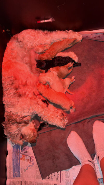 Stunning 8 litter of fb1 pups