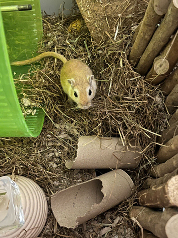 Female Gerbil(s)