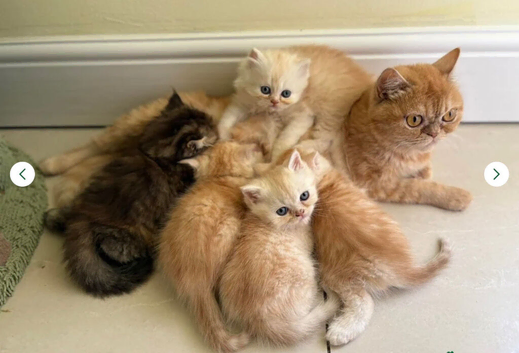 **Last 2** Beautiful exotic Persian Kittens
