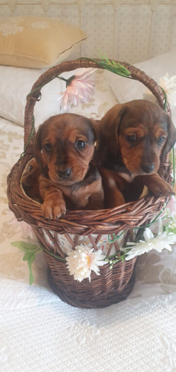 Mim Dachshunds kc registered