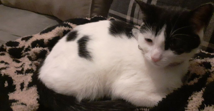 Beautiful girl cat