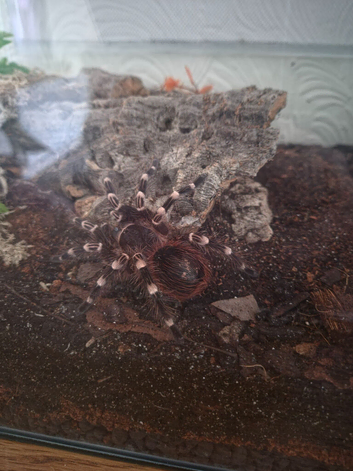 Brazilian giant white knee tarantula