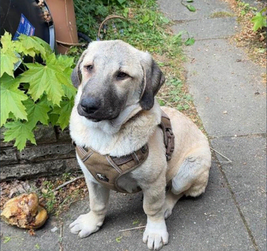 Beautiful Turkish kangal luna