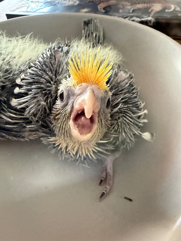 Baby cocktail