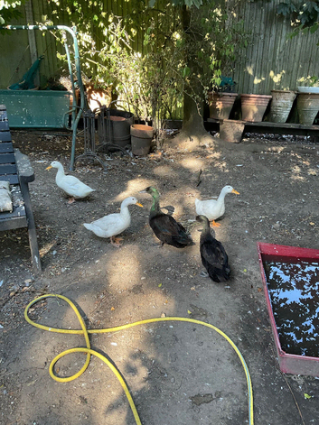 Family of ducks