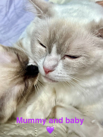 Ready now- Last 2 Pure Ragdoll kittens