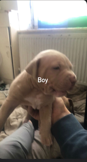 American bully