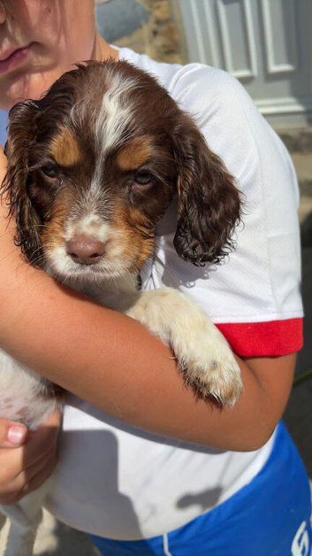 Cocker spaniels