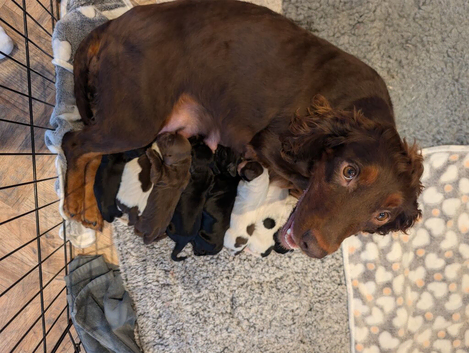 5 week old F1 Sprocker Pups