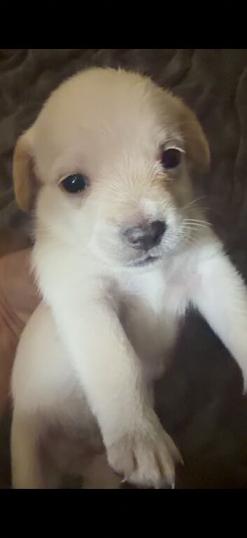 Teddy bear cross Jack Russell pups for sale