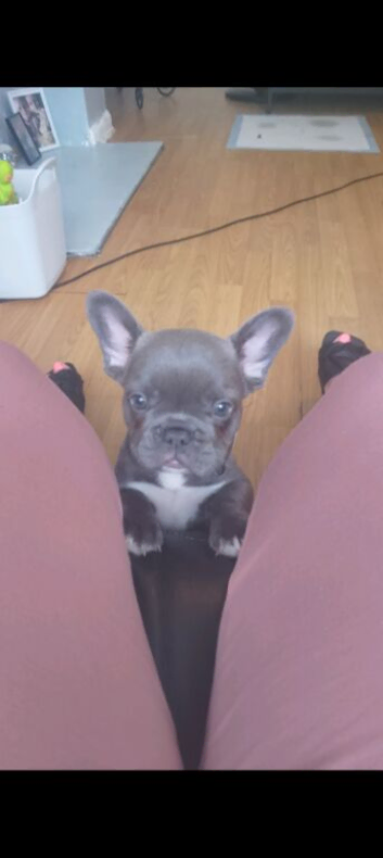 Female grey frenchie