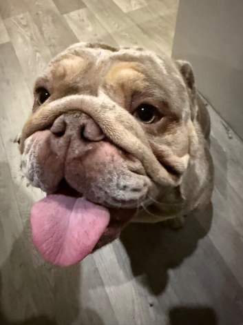 Dog for stud