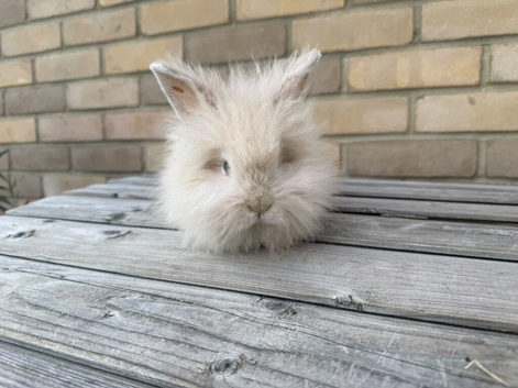 Teddywidder Bunnies &ndash; Lovely Bunnies Looking for Loving Homes