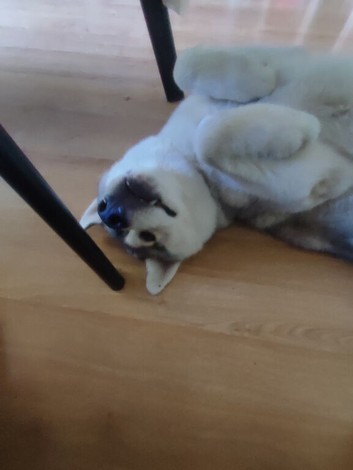 Siberian Husky