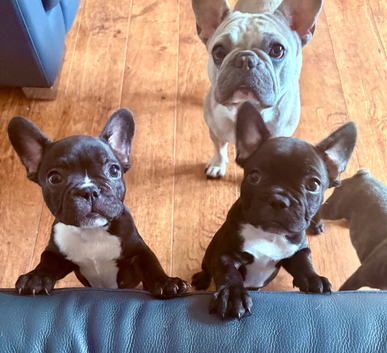 French Bulldog Puppies for Sale
