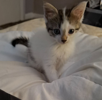 Kitten